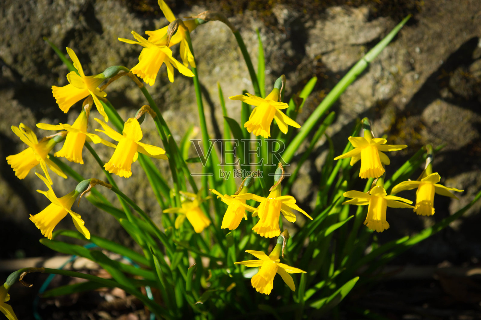 微型水仙花照片摄影图片
