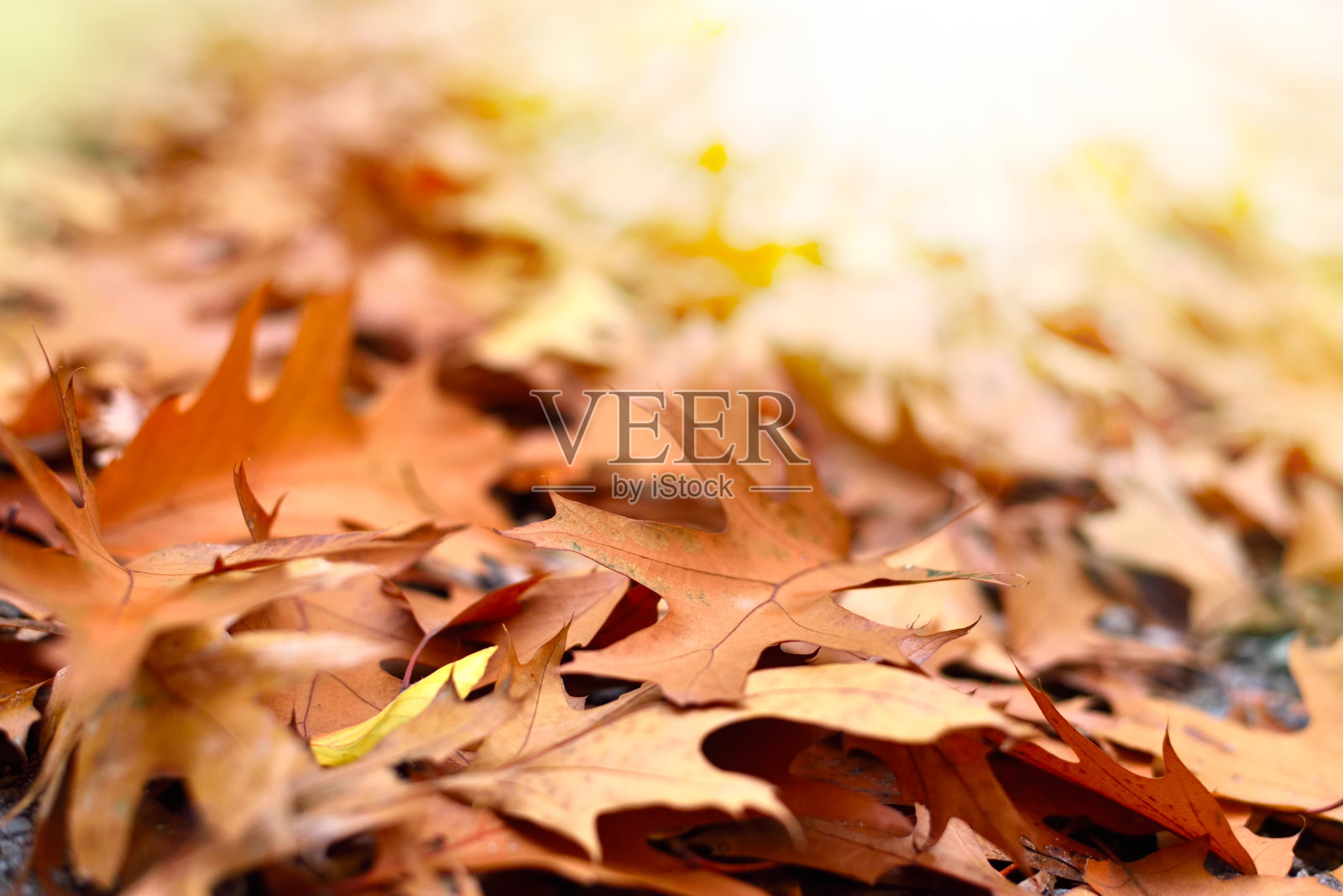 森林地面在秋天的阳光照片摄影图片