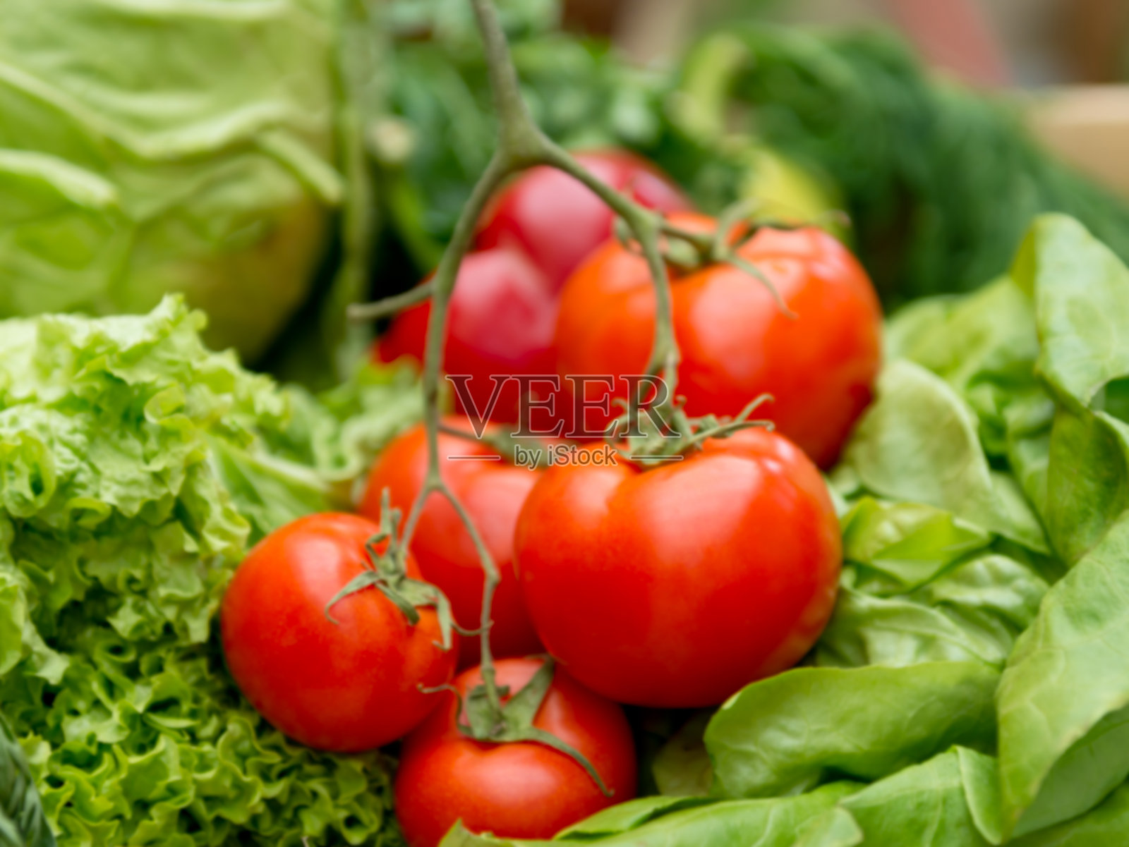 新鲜的西红柿照片摄影图片