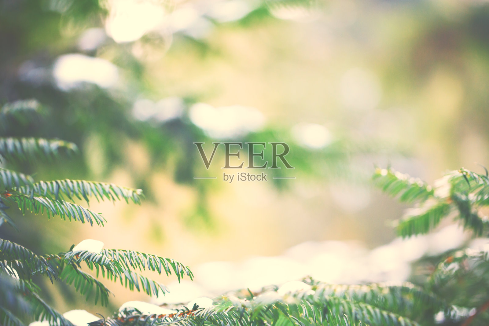 冰冻的松树枝照片摄影图片