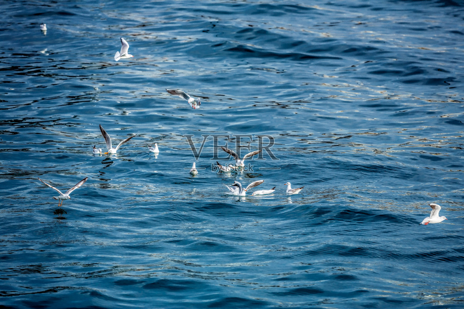 在博斯普鲁斯觅食的海鸥照片摄影图片