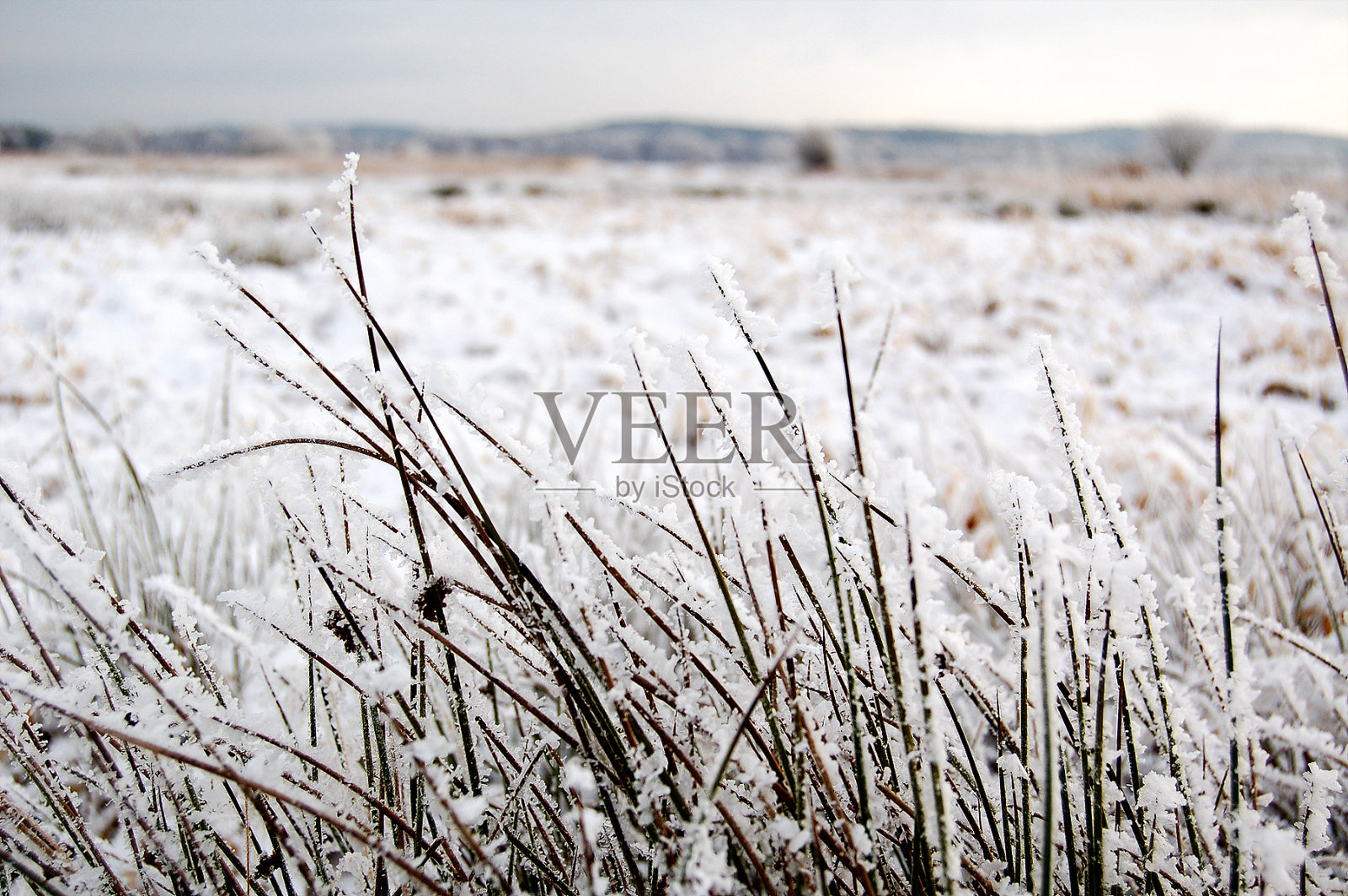 蒲草在冬天有雪照片摄影图片