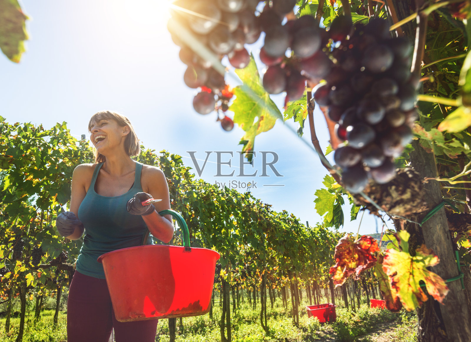 托斯卡纳的一名采摘葡萄的妇女照片摄影图片