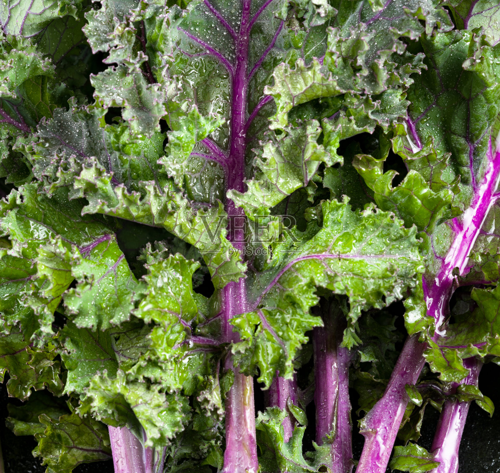 新鲜健康的羽衣甘蓝照片摄影图片