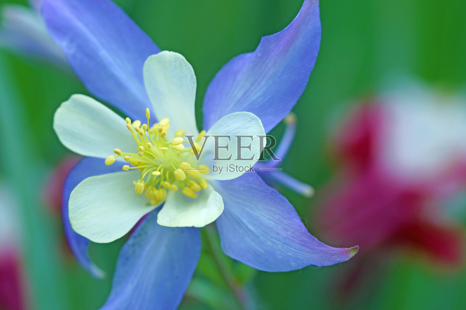 耧斗菜照片摄影图片