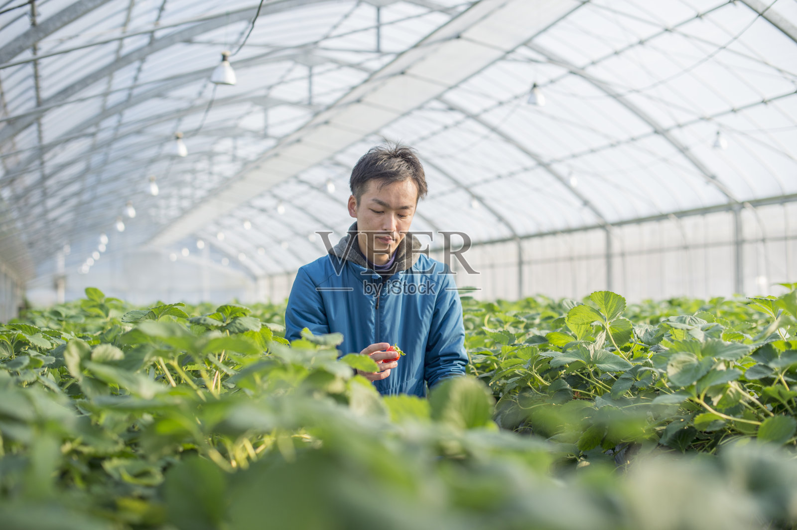 农夫在收获草莓照片摄影图片