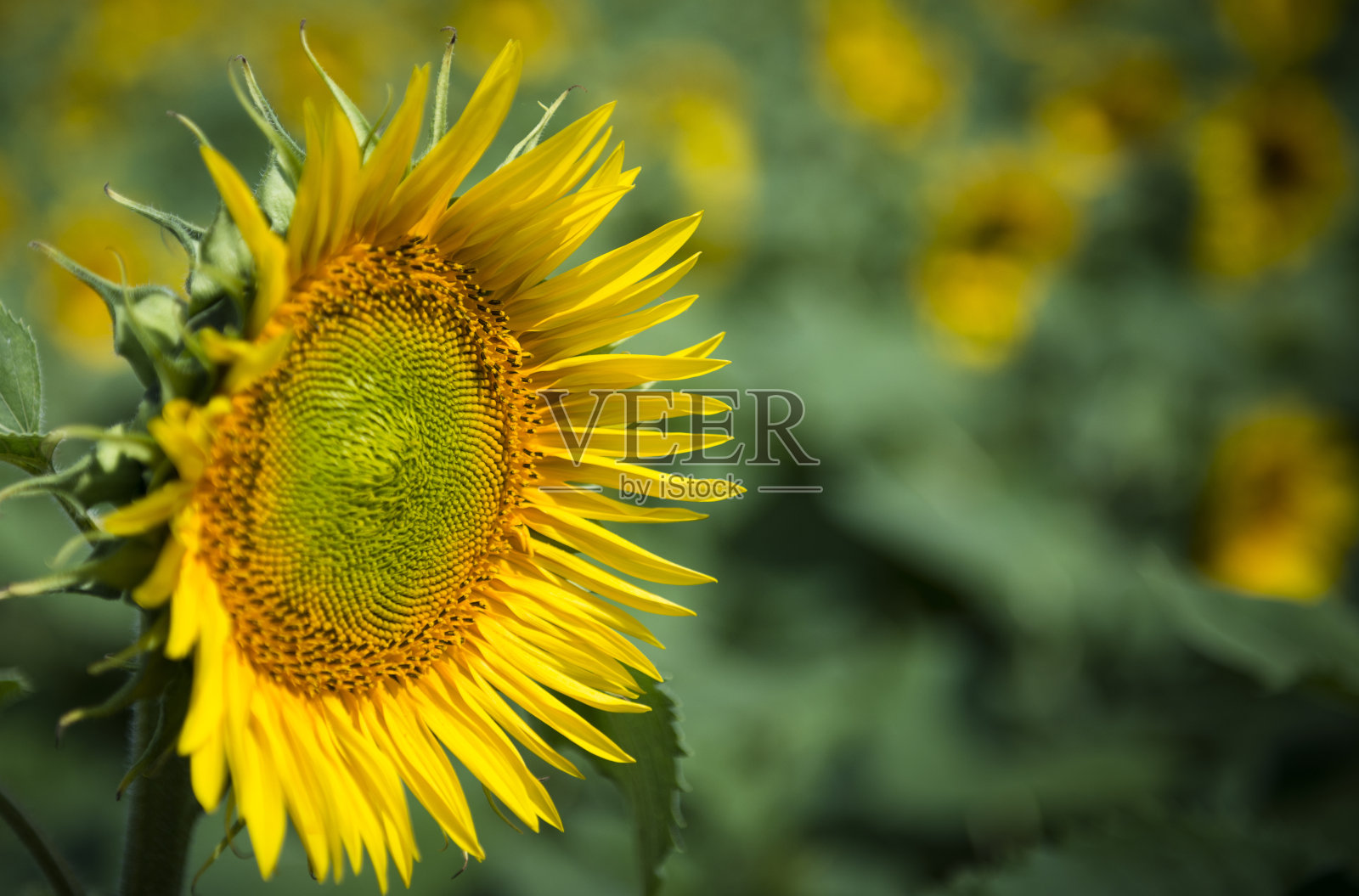 向日葵照片摄影图片
