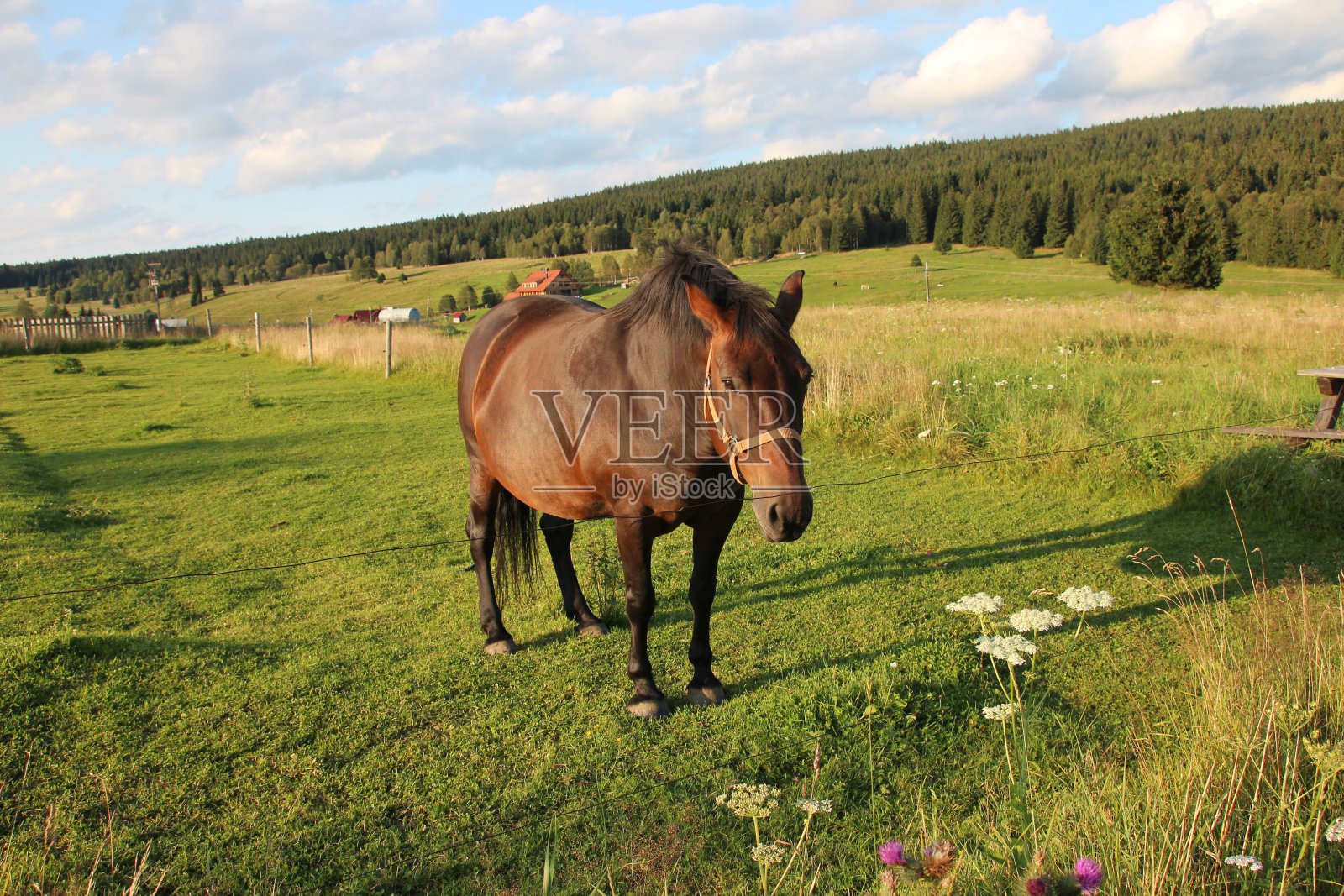 马在草地上吃东西照片摄影图片