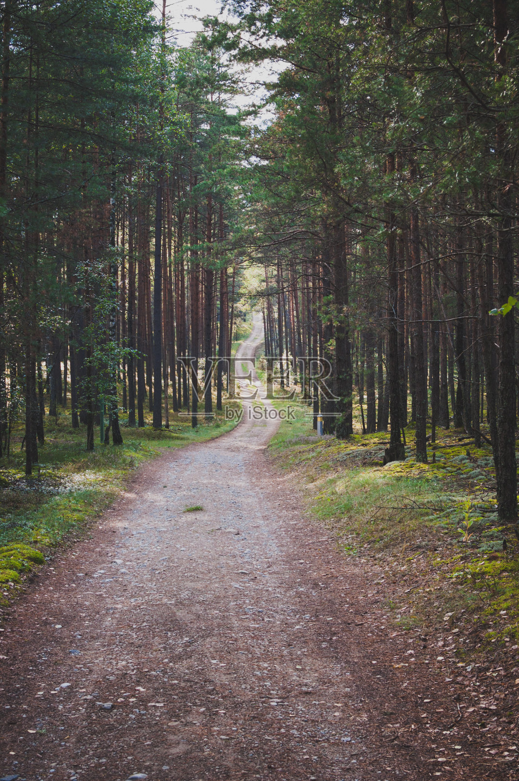 穿过森林的土路照片摄影图片