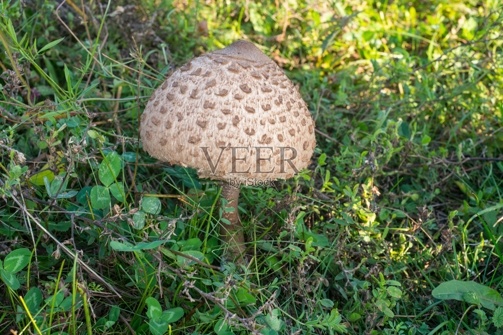 捣碎室照片摄影图片