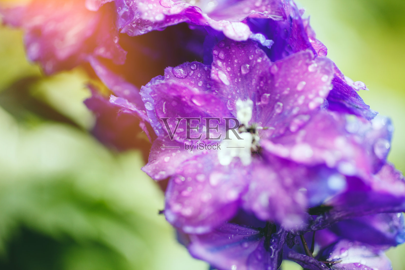 雨后的蓝花照片摄影图片