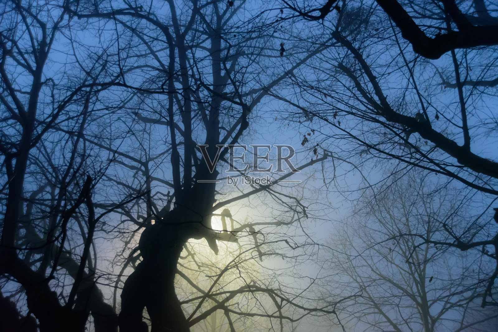 光秃秃的树木的夜景照片摄影图片