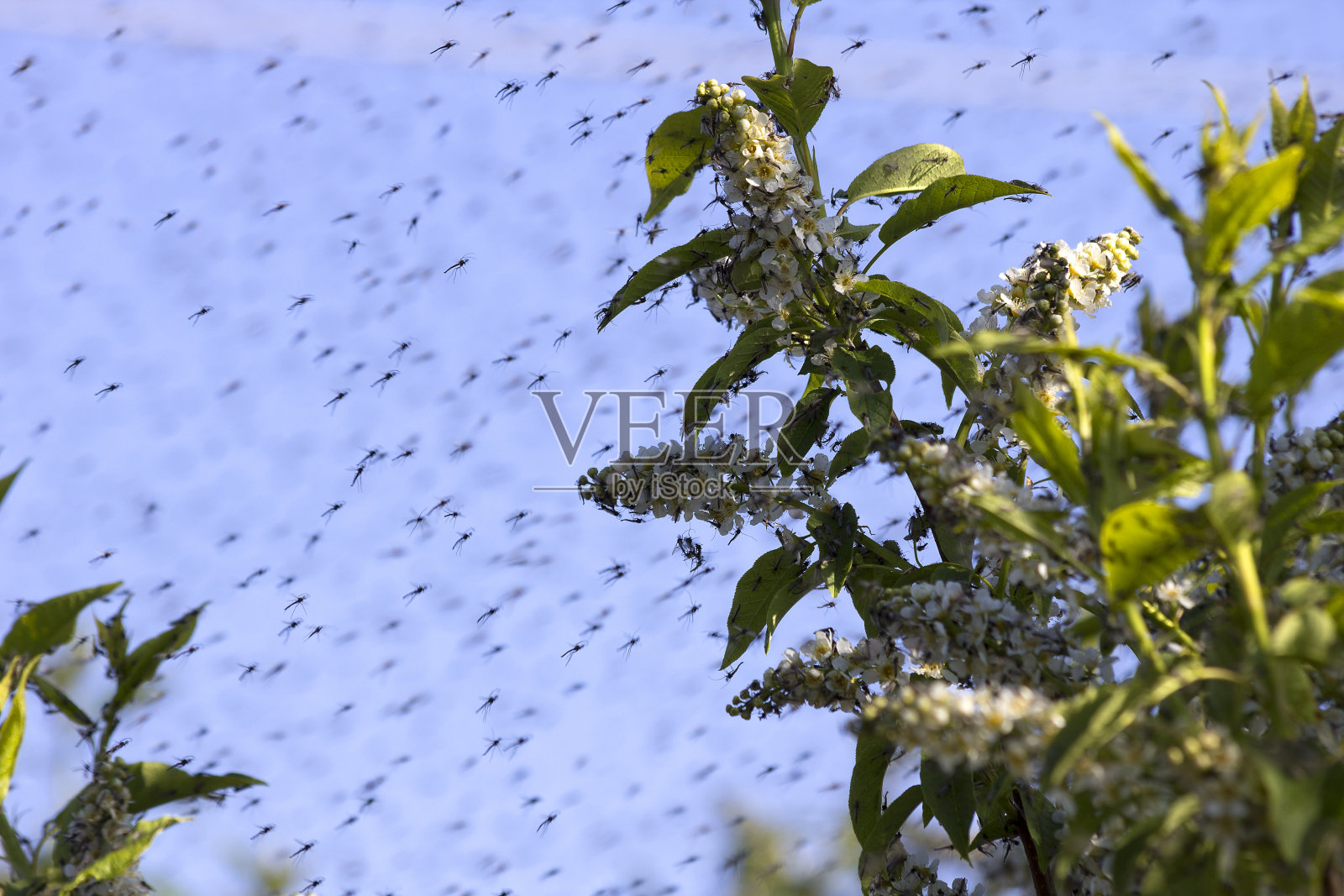 蚊子照片摄影图片