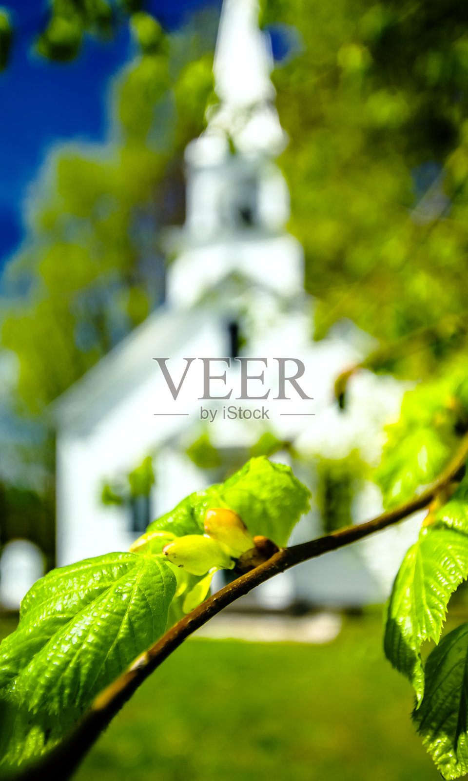 萌发照片摄影图片