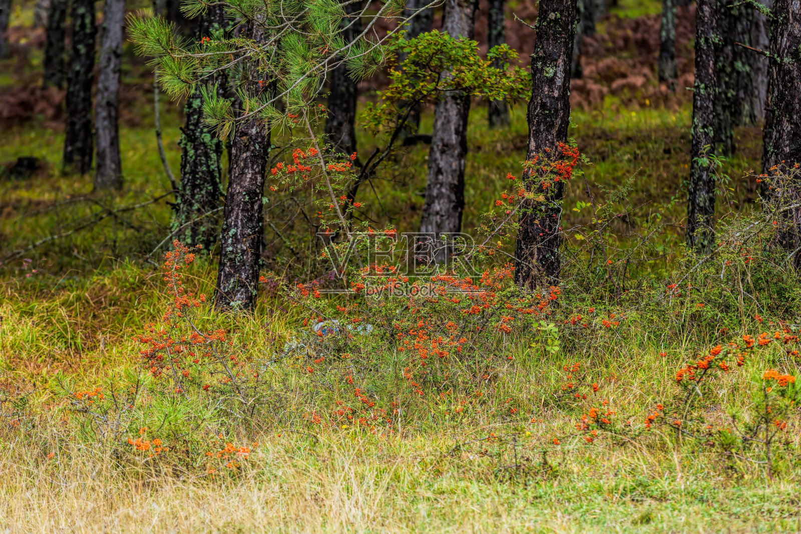 罗文浆果照片摄影图片