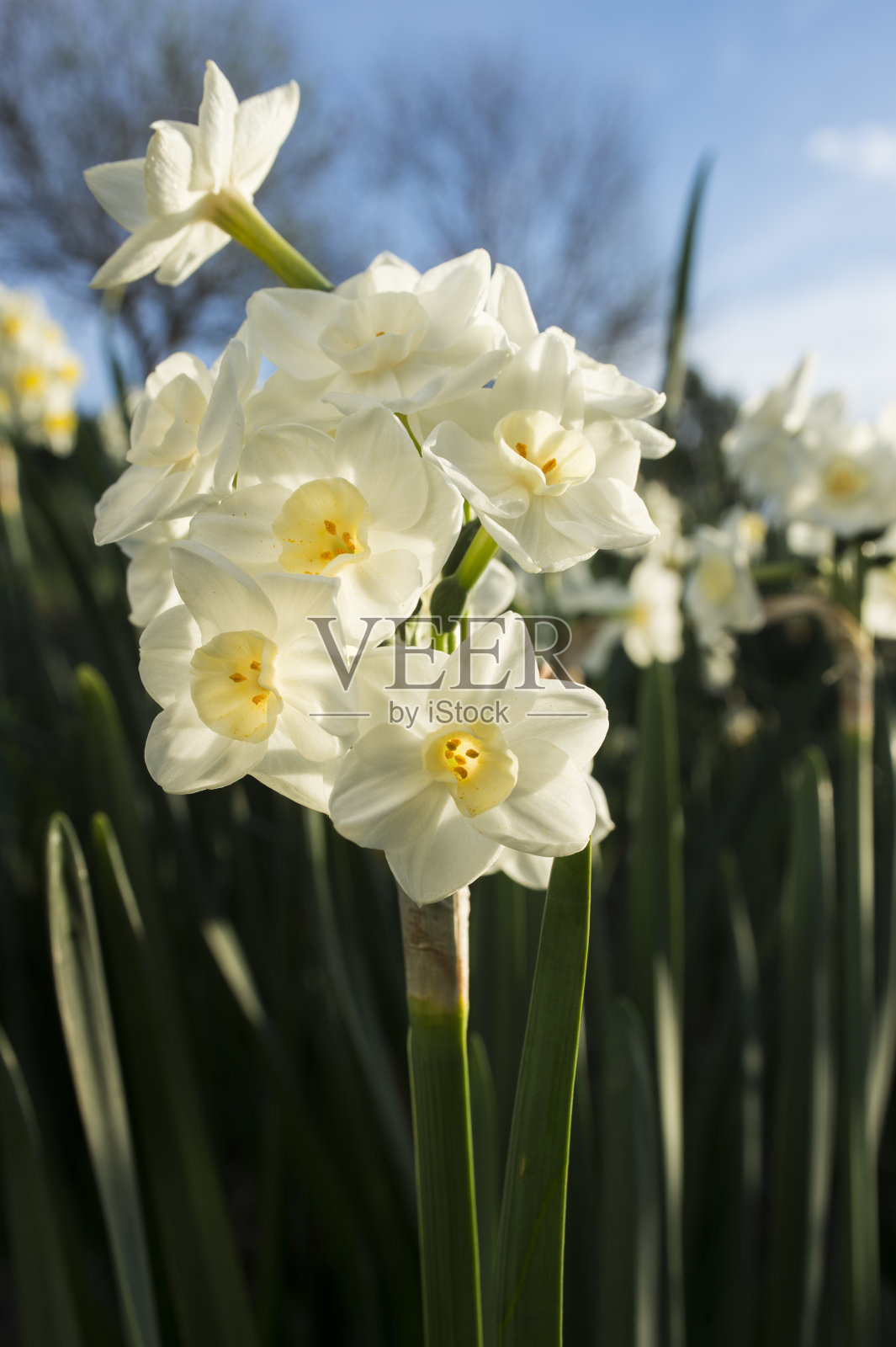 苗圃中开花的白色有机水仙特写照片摄影图片
