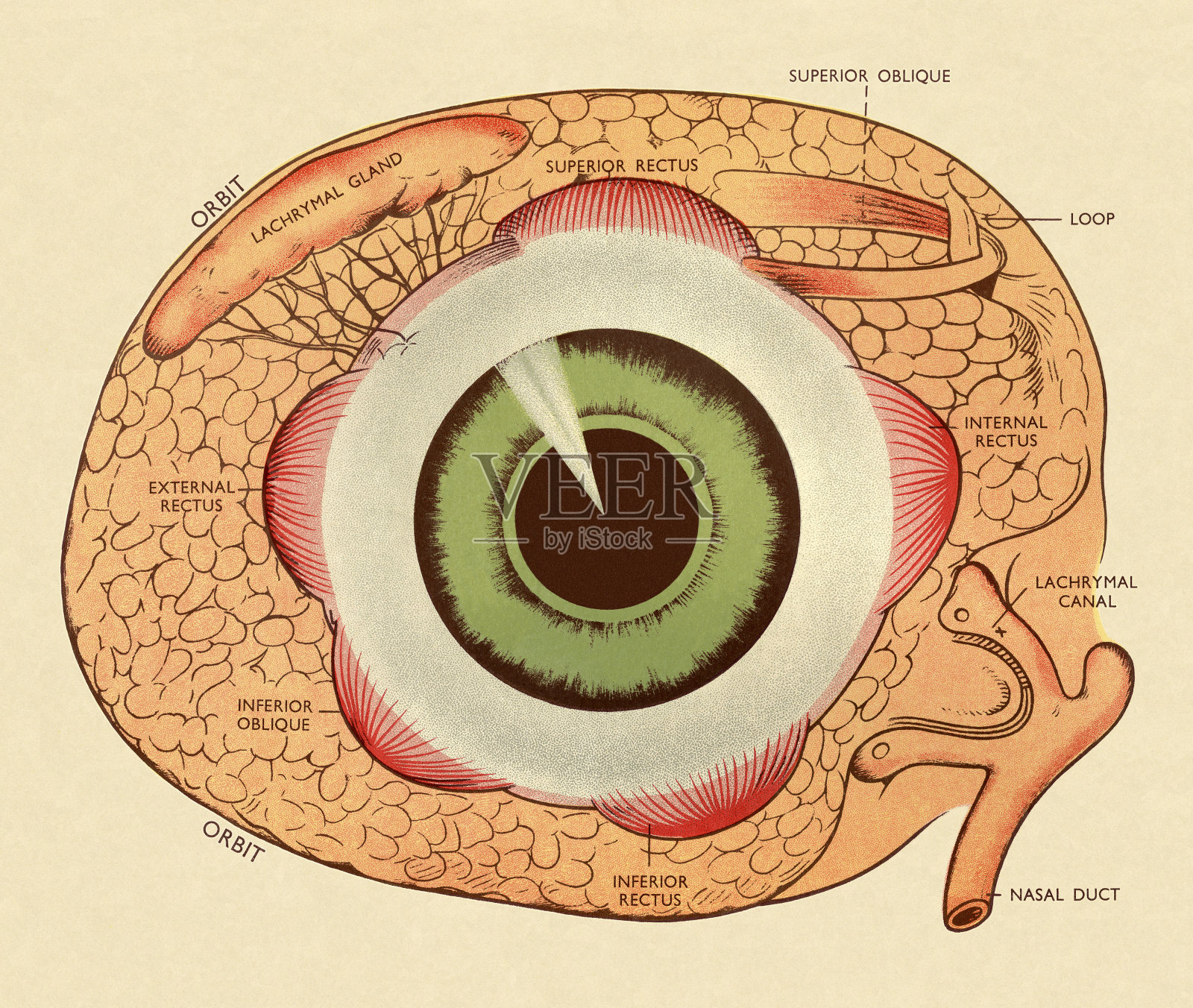 人眼图插画图片素材