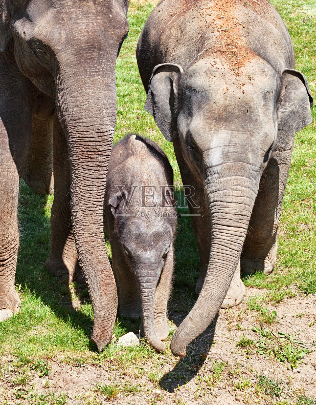 大象的家族照片摄影图片