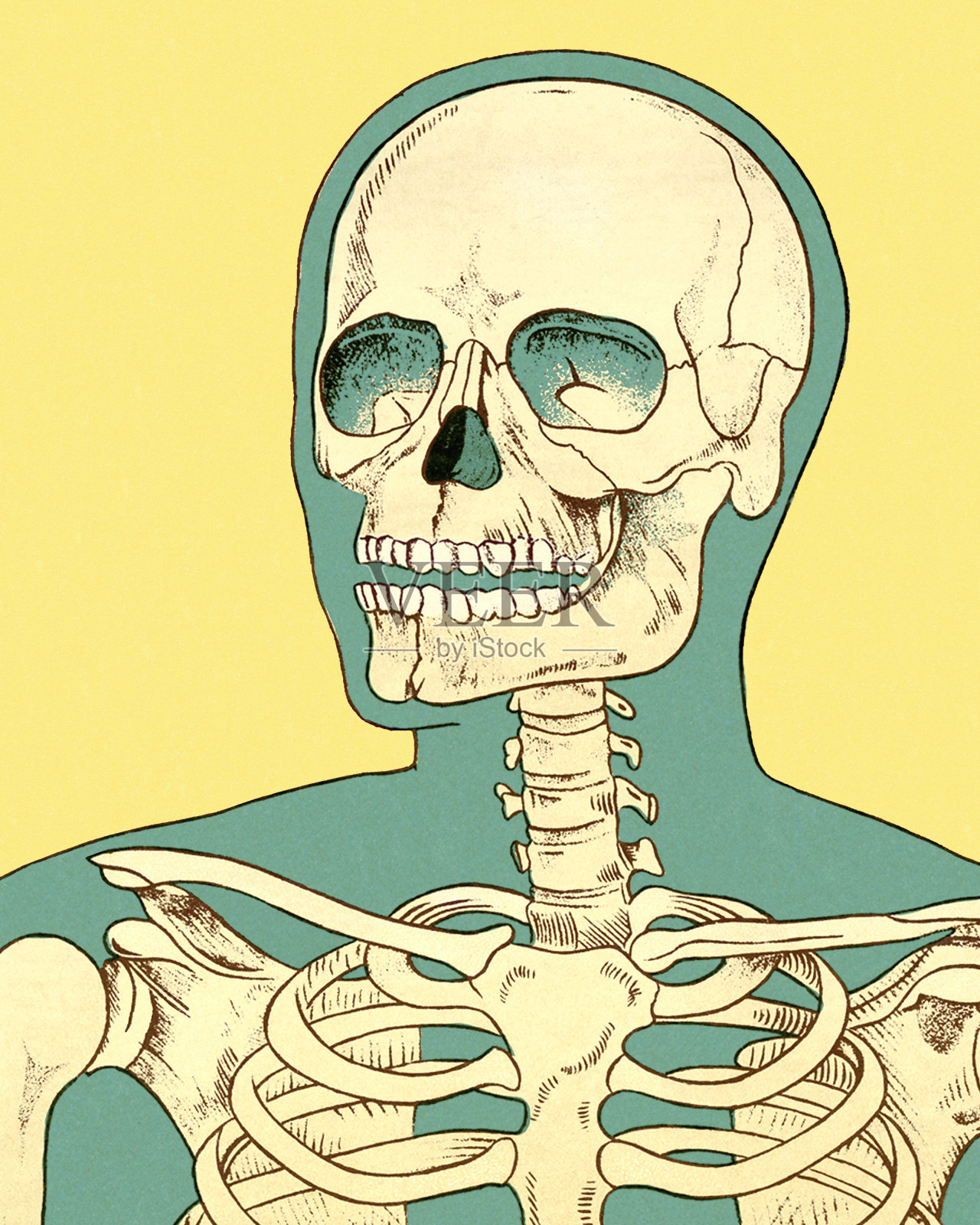 人类骨骼的特写插画图片素材