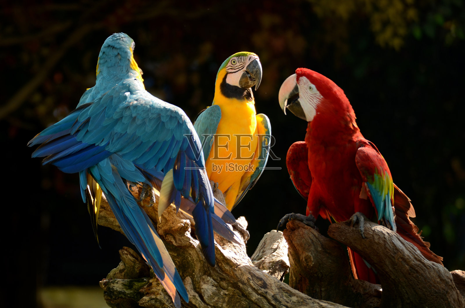 鹦鹉。照片摄影图片