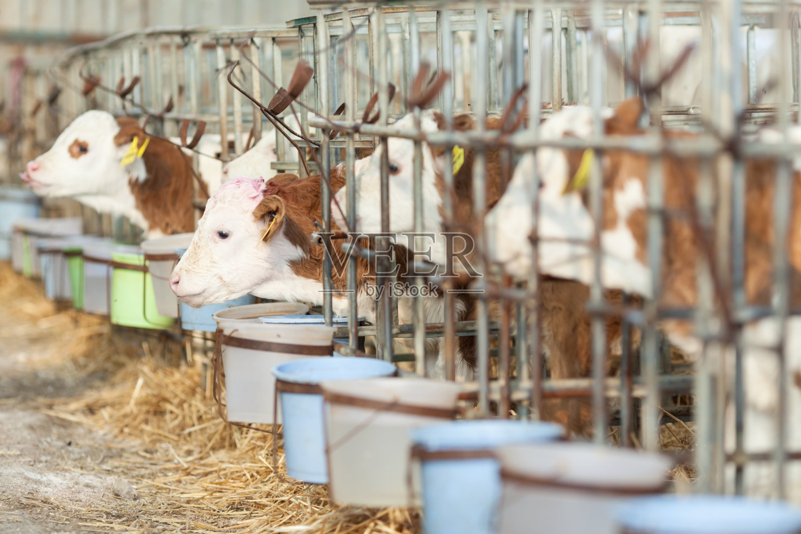 一群年轻的小牛照片摄影图片