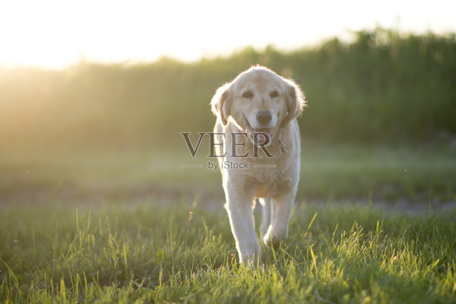 快乐的金毛猎犬照片摄影图片