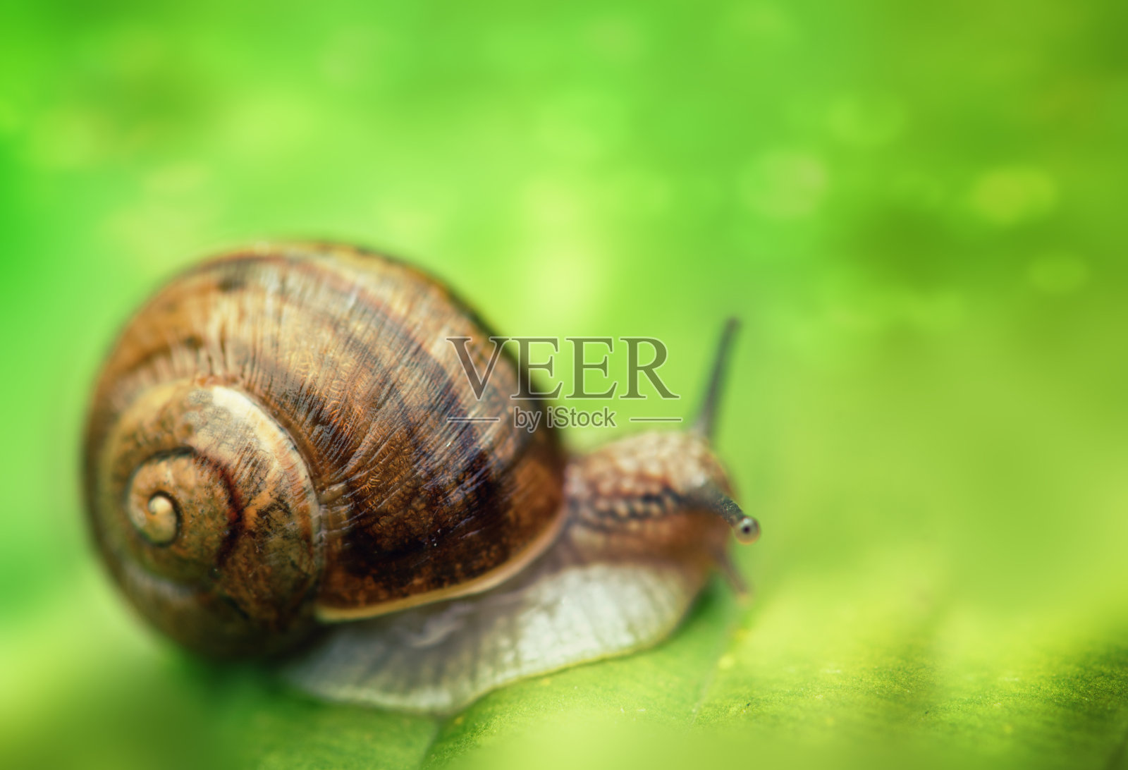 蜗牛旅行照片摄影图片