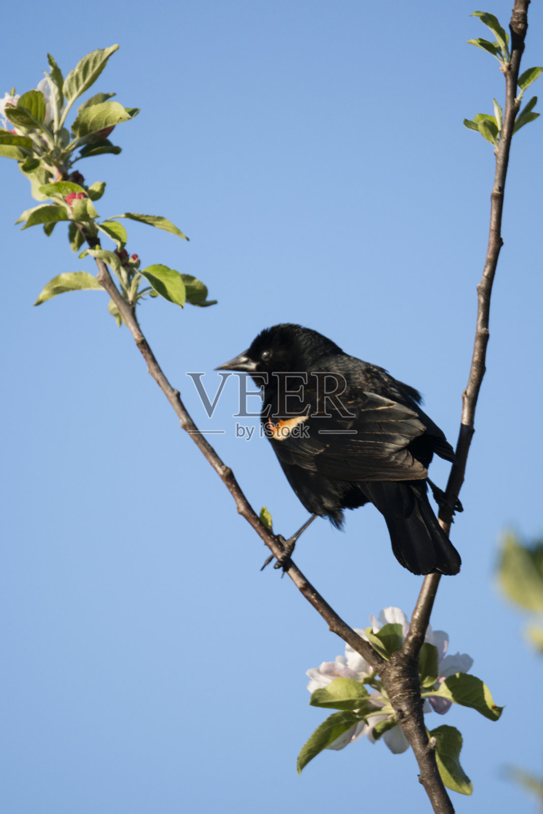 红翼鸫鸟栖息在两根小树枝之间。照片摄影图片