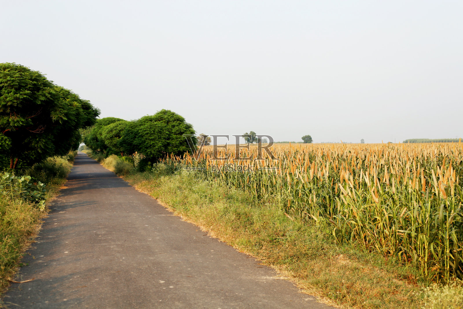 小米作物路边照片摄影图片