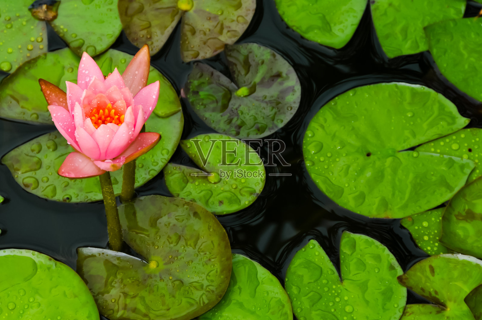 睡莲中的花照片摄影图片