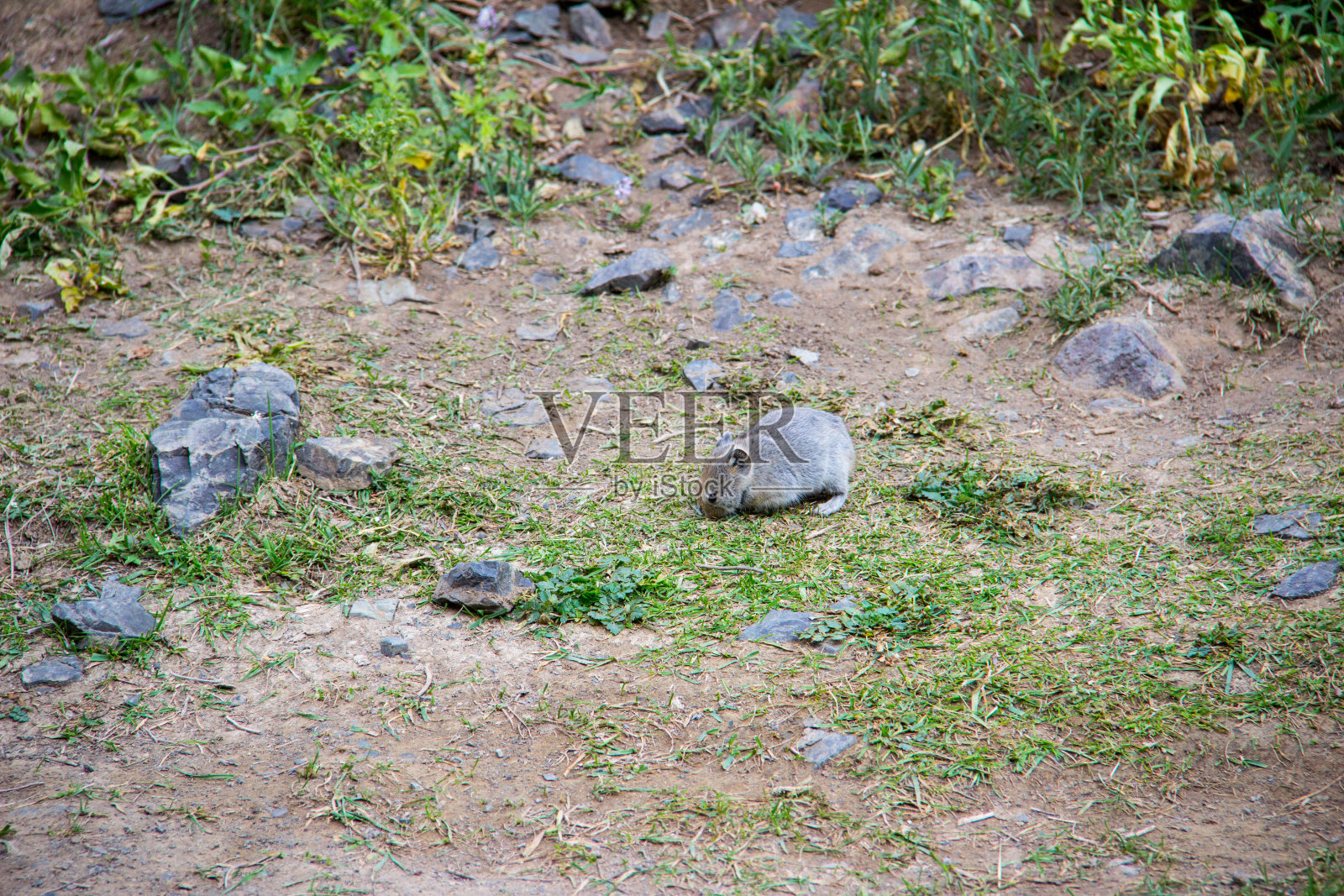 蒙古:灰地松鼠照片摄影图片