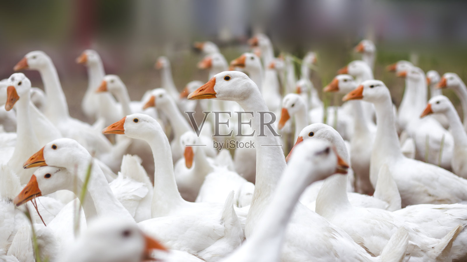 白色的鹅照片摄影图片