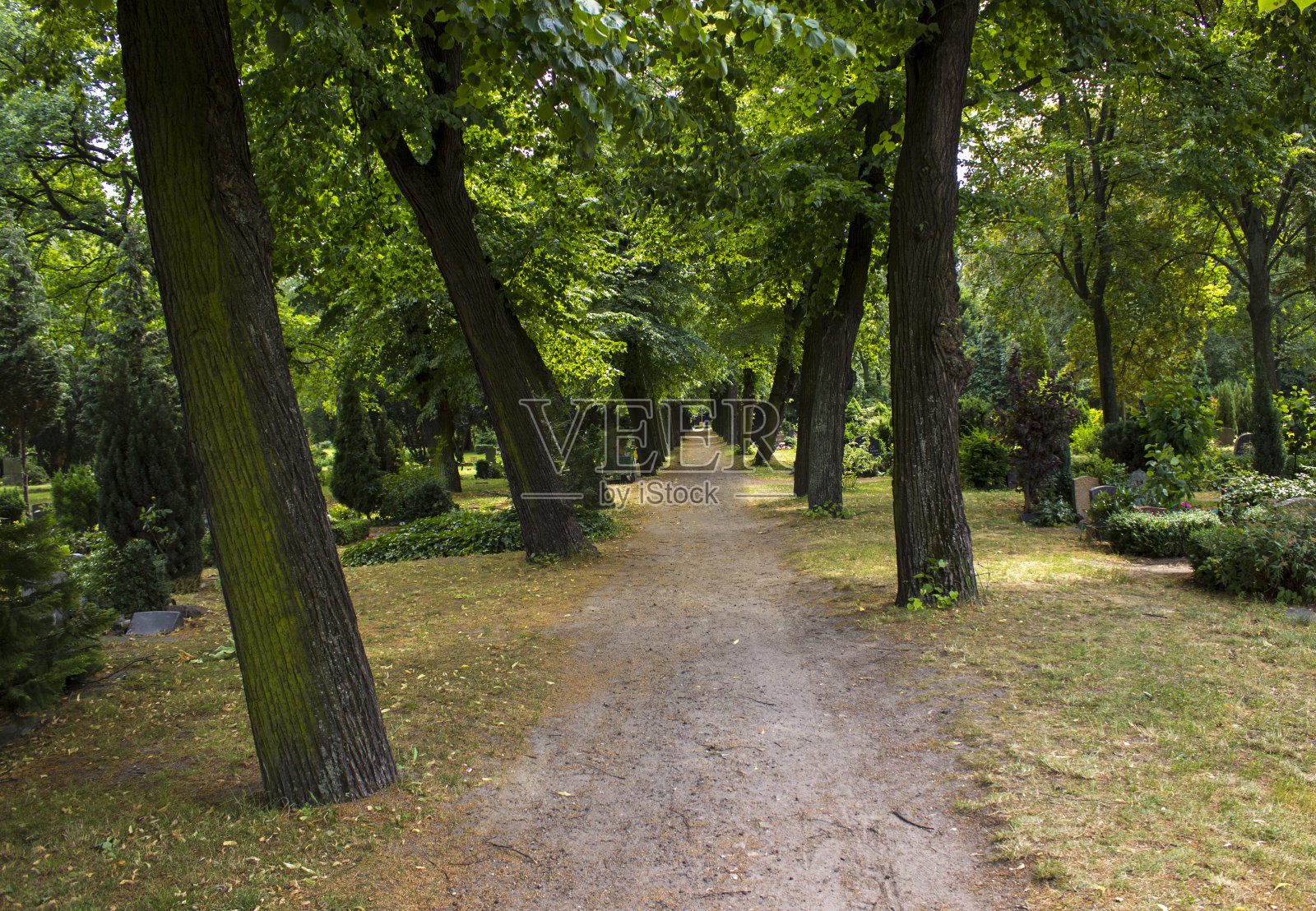 树木之间的走道照片摄影图片