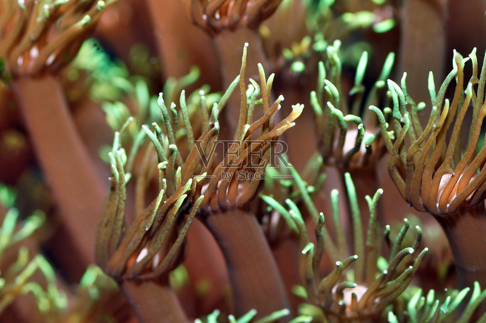 花盆珊瑚角孔珊瑚照片摄影图片