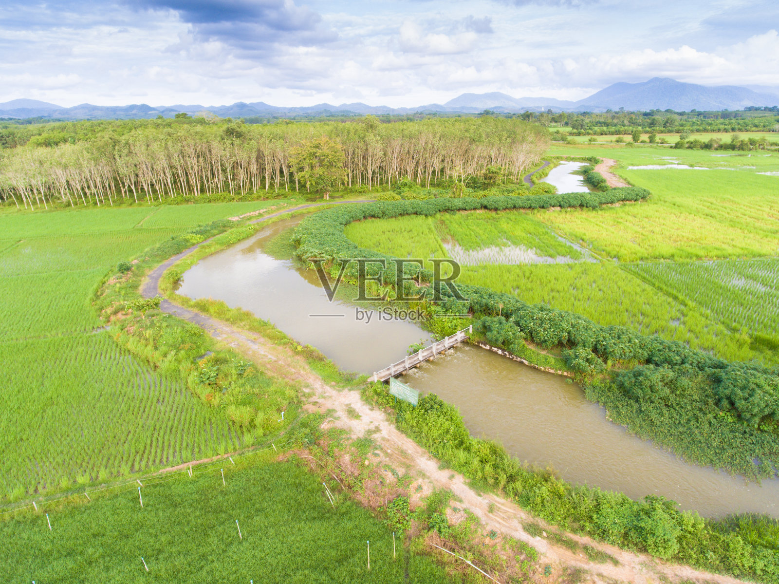 全景自然景观的绿色田野与水稻照片摄影图片