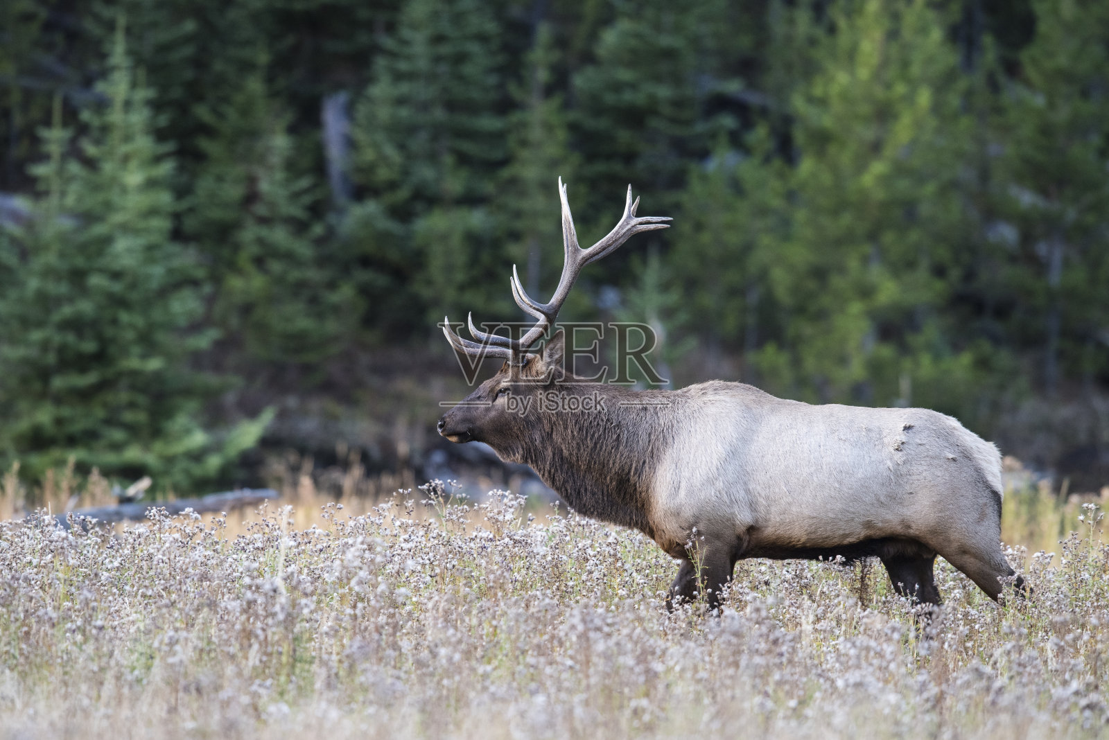 站在高照片摄影图片