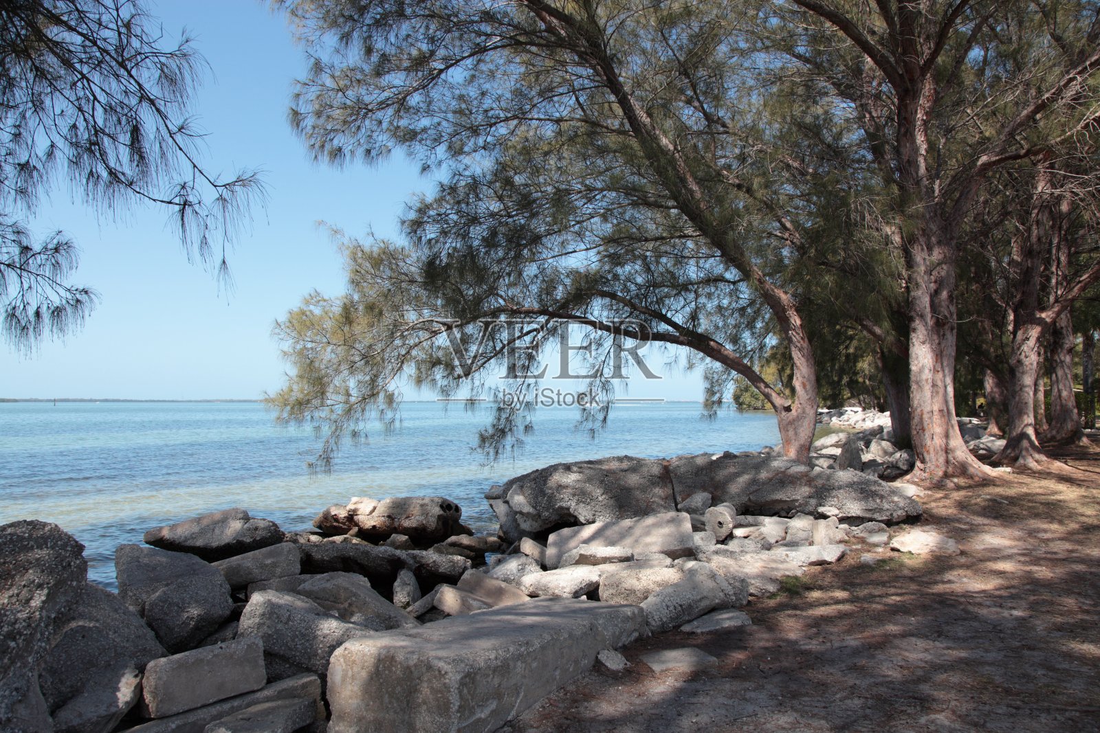 海边有一棵冷杉。照片摄影图片