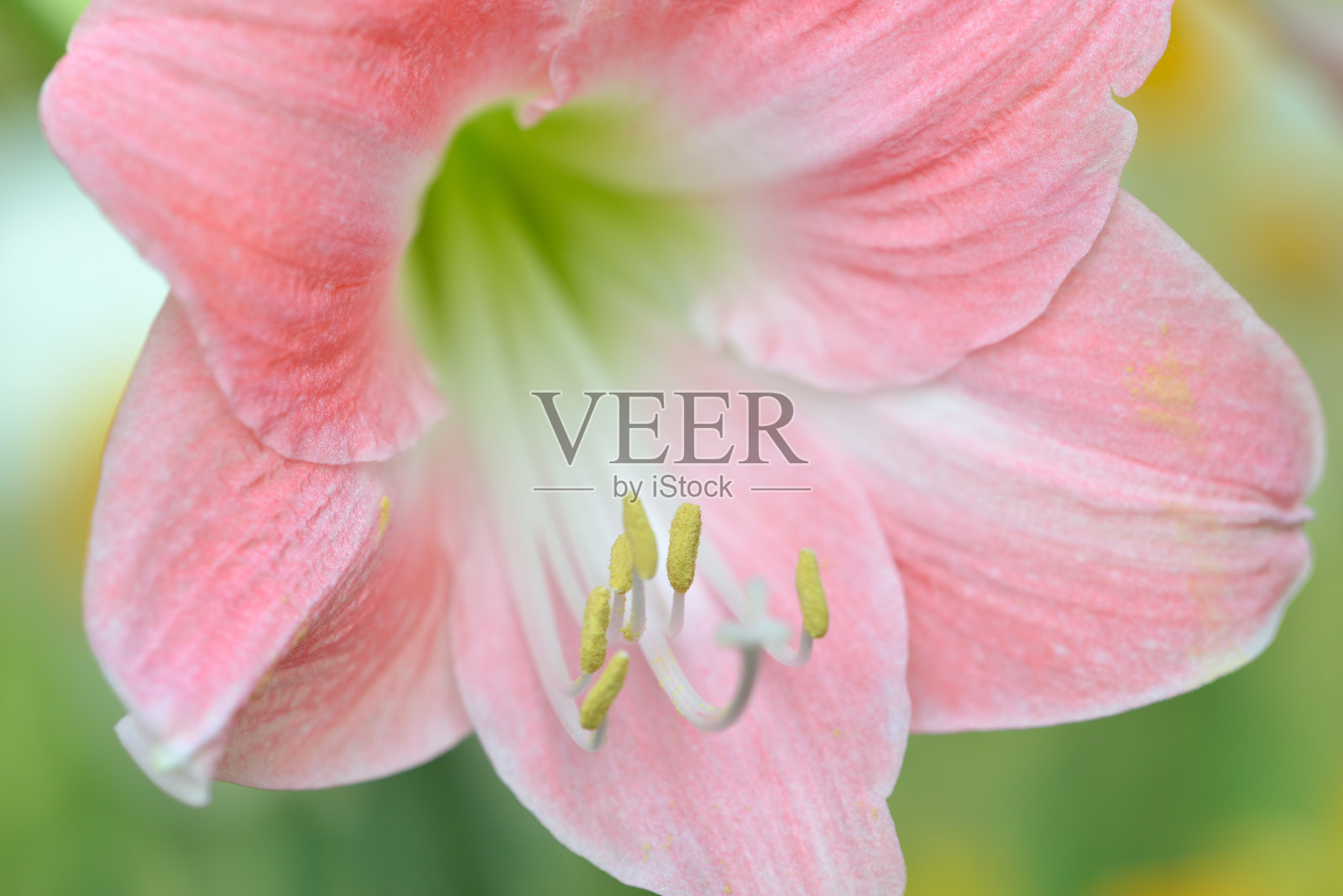 粉红色的喇叭花照片摄影图片