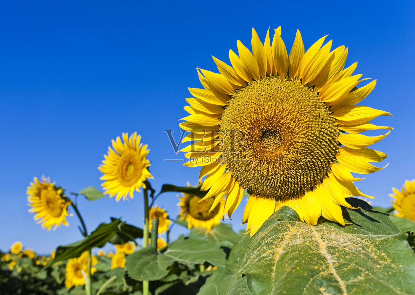 蓝天下的向日葵照片摄影图片