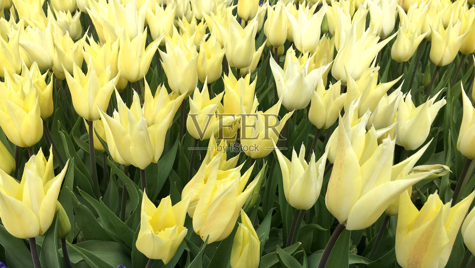 黄色郁金香照片摄影图片