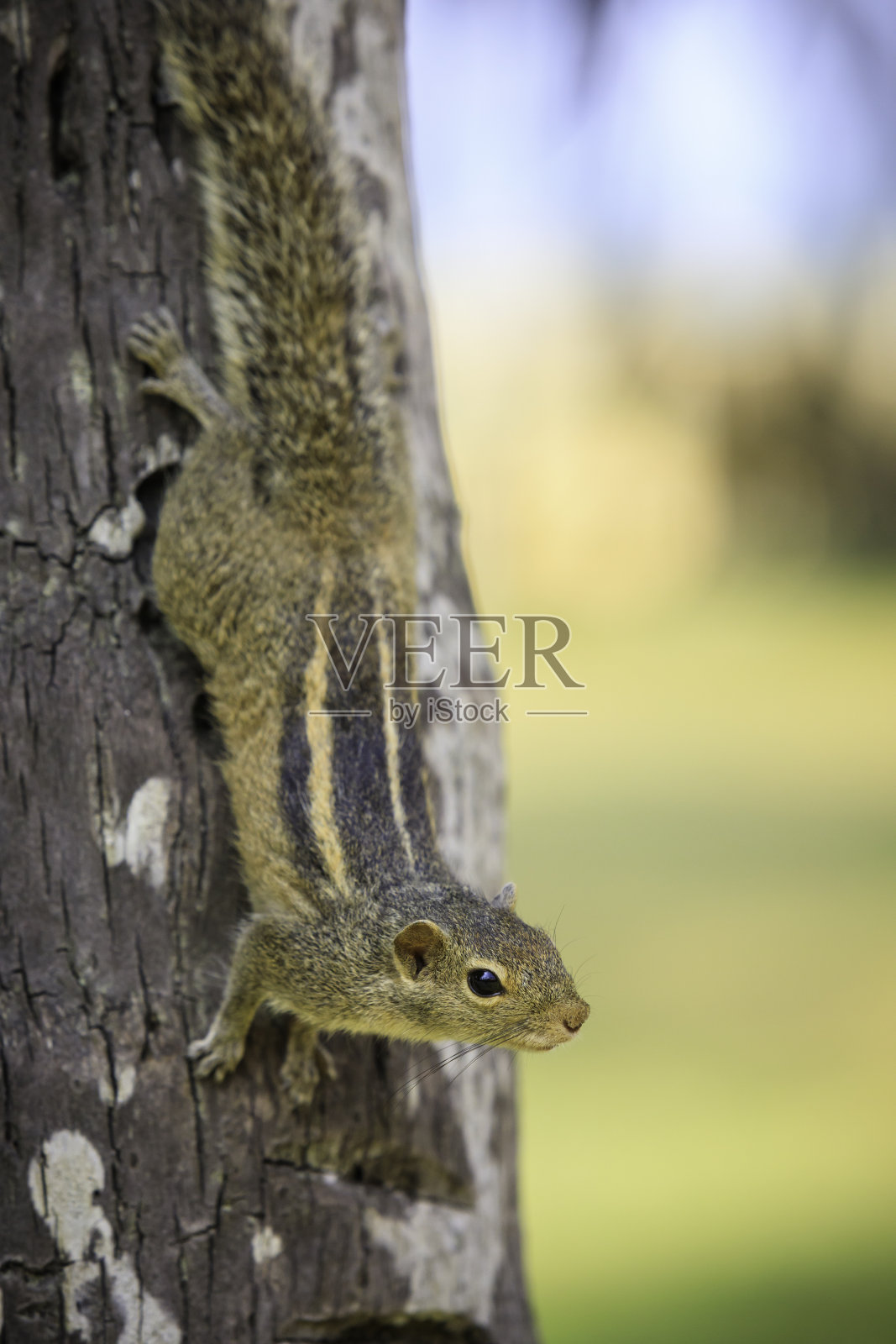 棕榈树上可爱的三条纹松鼠照片摄影图片