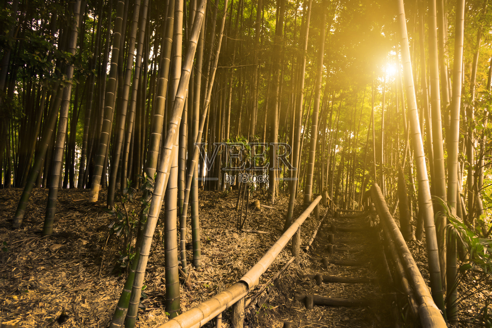 阳光明媚的竹林照片摄影图片