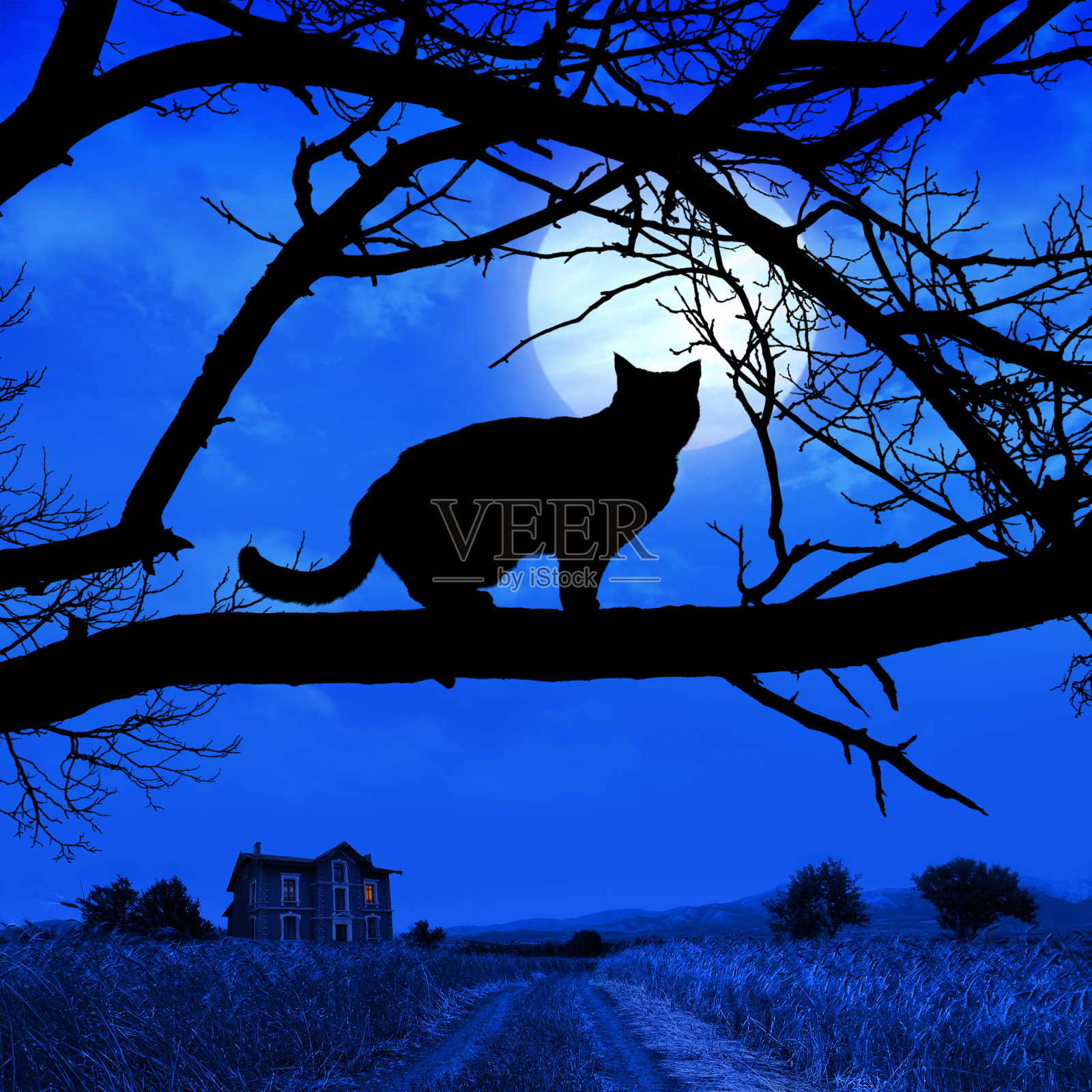 猫剪影 （第 2 版）照片摄影图片