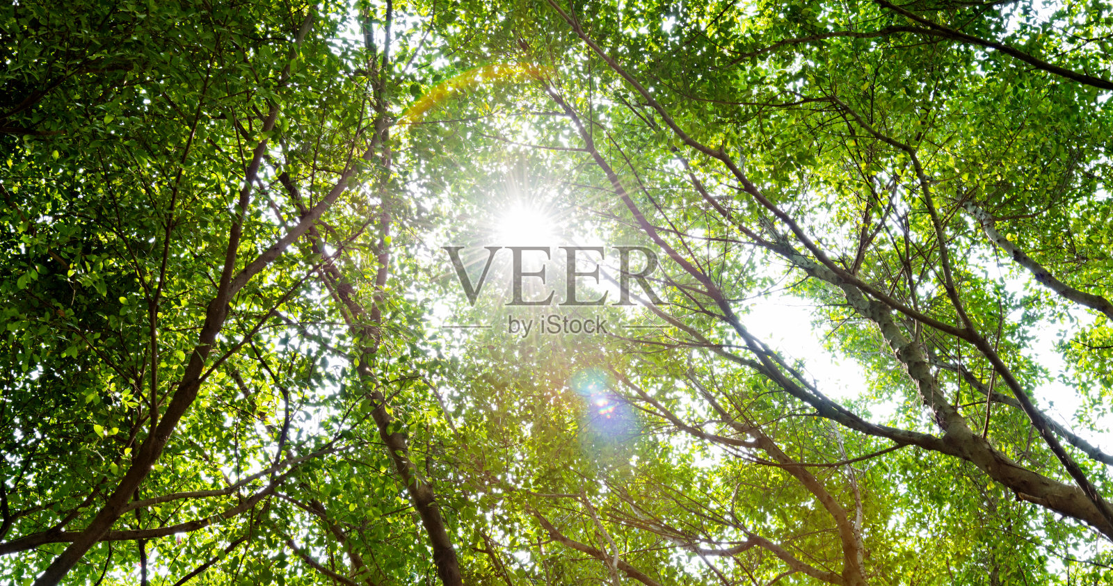 森林与阳光照片摄影图片