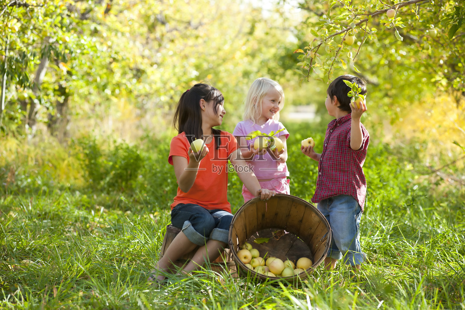 孩子们在外面采摘苹果照片摄影图片