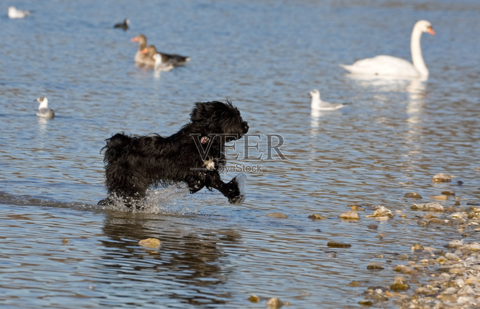 黑狗照片摄影图片