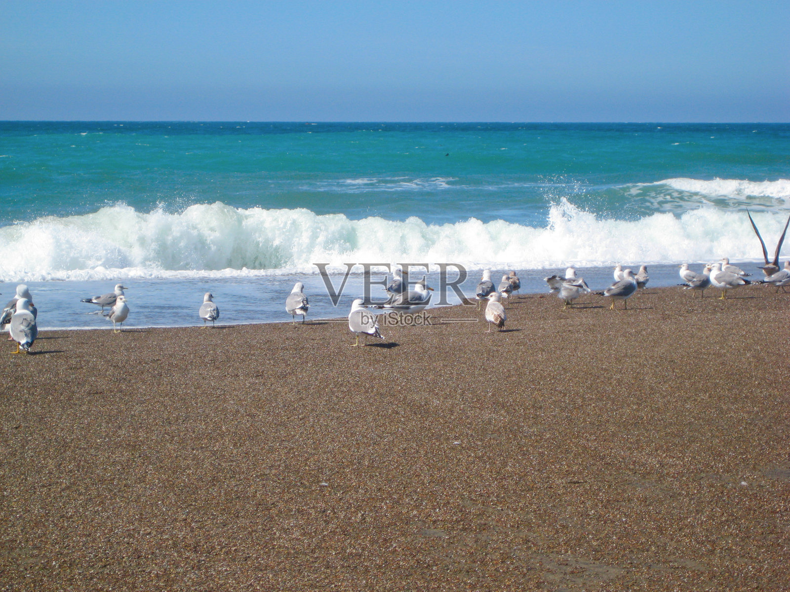 海鸥在海滩照片摄影图片