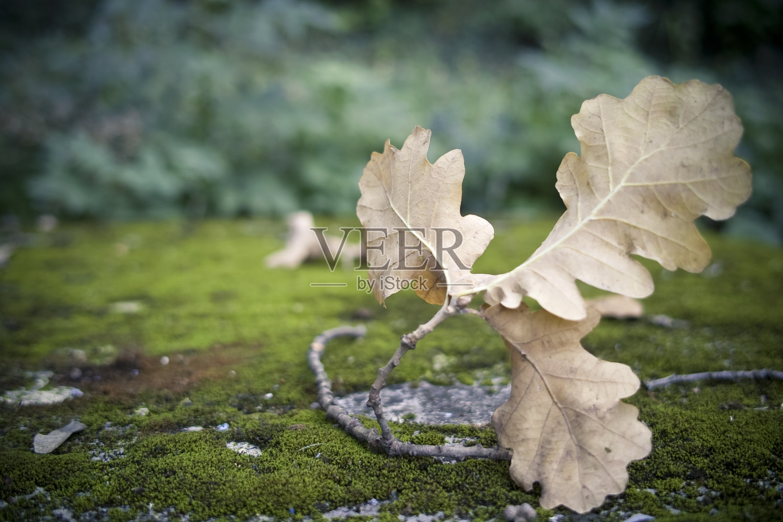 秋天的落叶橡树叶照片摄影图片