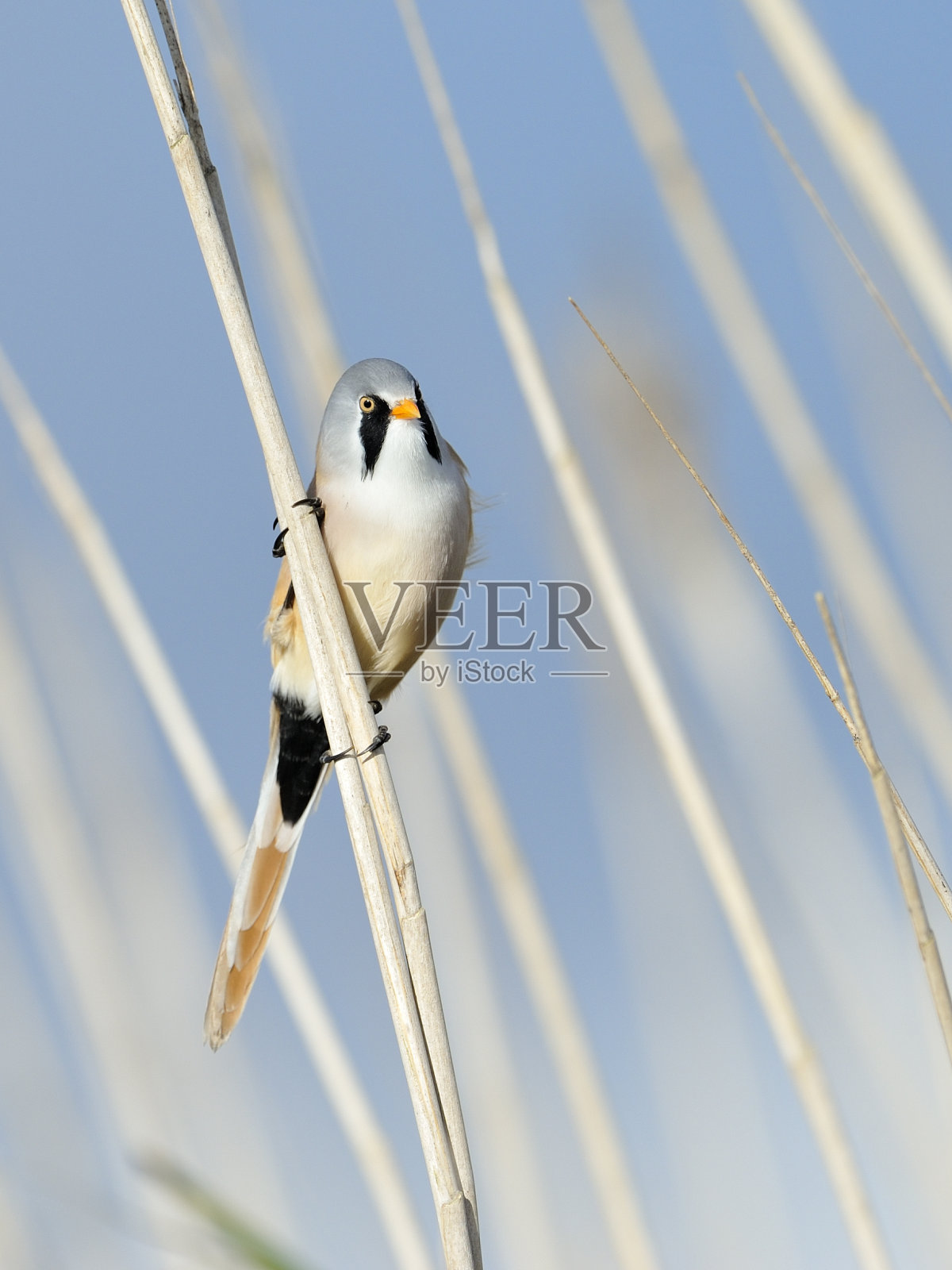 男性胡须reedling照片摄影图片
