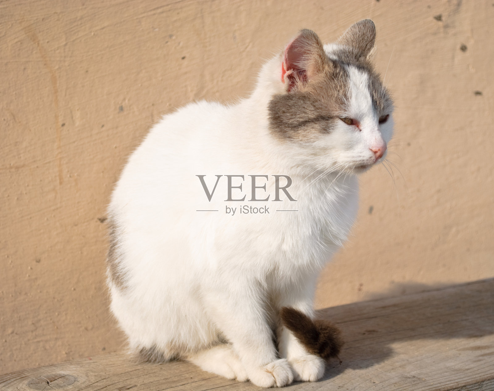 累了的猫照片摄影图片